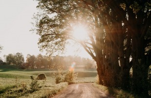 a rough gravel road leading towards a light sunrise beneath the trees.
