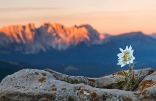 a flower blooming on top of a mountain