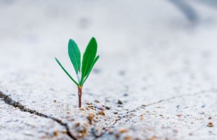 a sprouting plant growing through the cracks in a sidewalk.