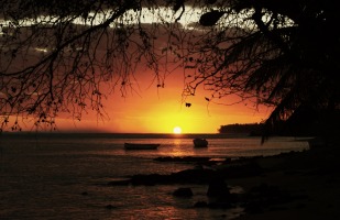 Sunset on a rocky shore underneath an overhanging tree